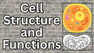 Cell Structure and Function