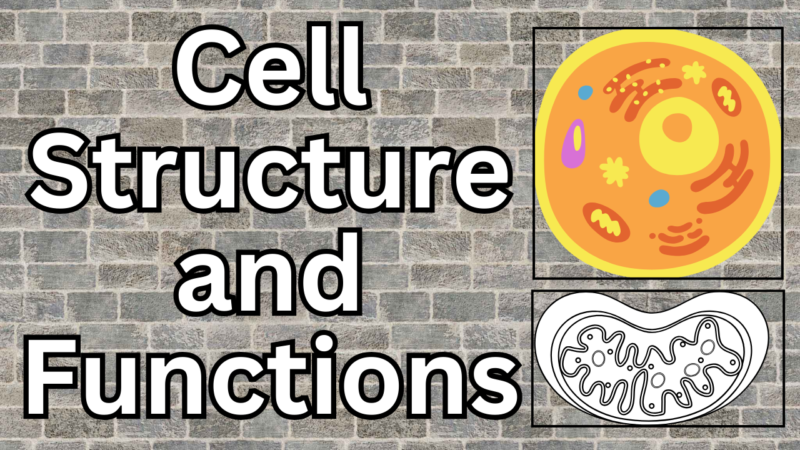 A Brief Guide to Cell Structure and Function