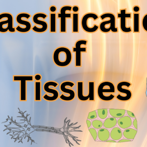 Classification of Tissues