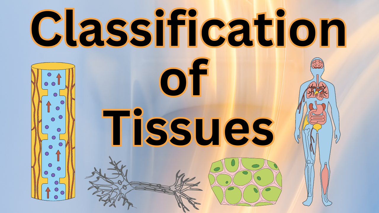 Classification of Tissues