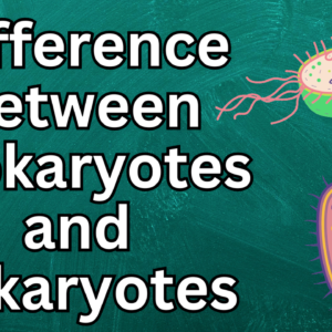 Difference between Prokaryotes and Eukaryotes