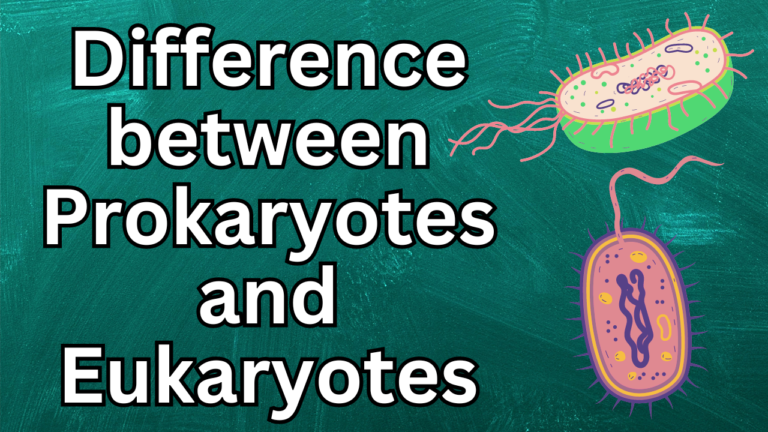 Difference between Prokaryotes and Eukaryotes