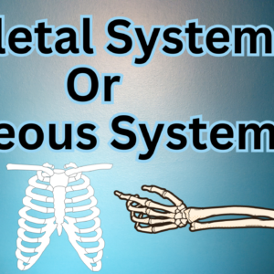 Skeletal System Or Osseous System