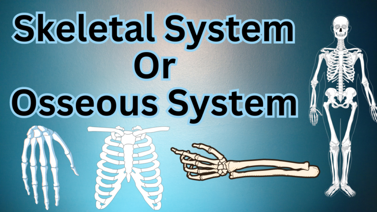 Skeletal System Or Osseous System