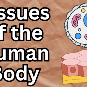 Tissues of the Human Body