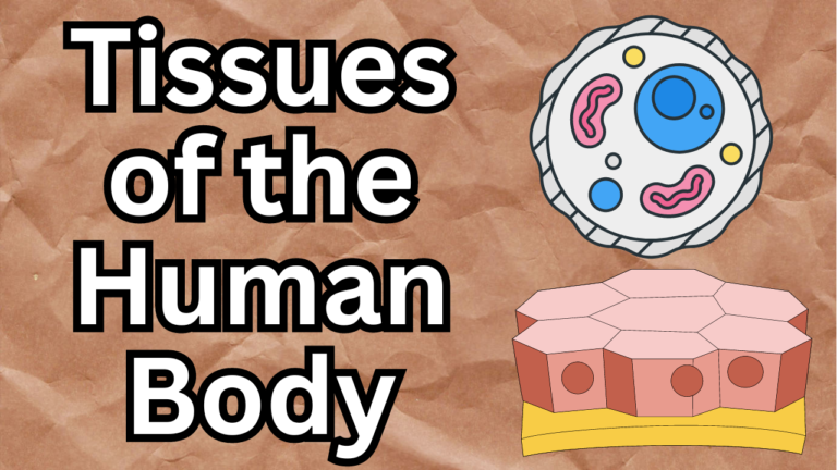 Tissues of the Human Body