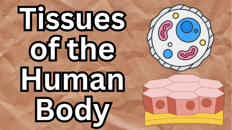 Tissues of the Human Body